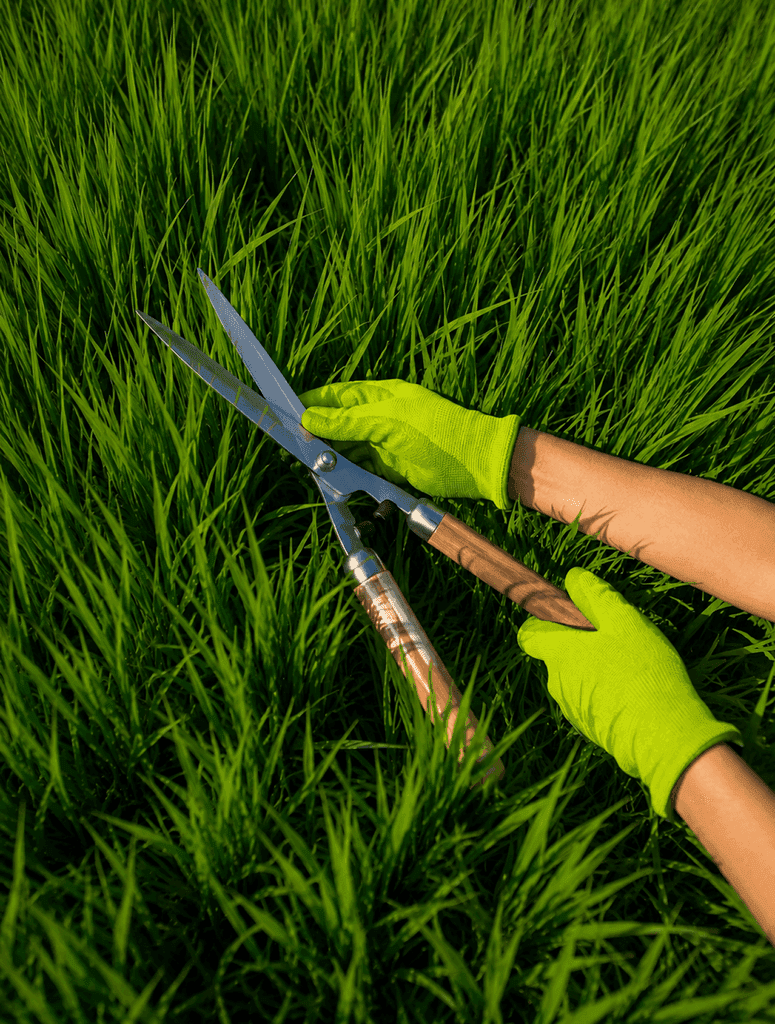 Gardener tending lush green lawn