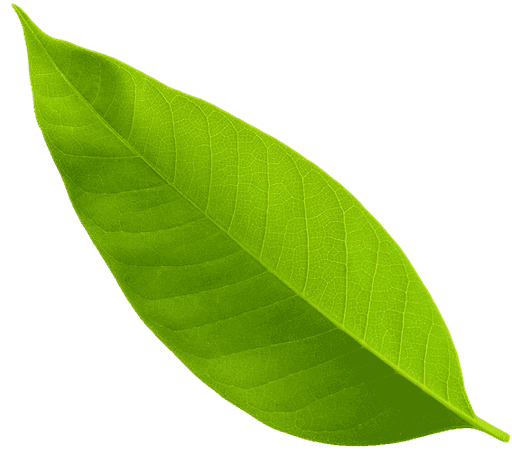 Botanic Leaf