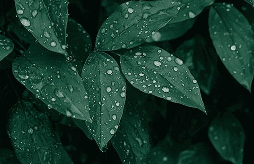Deep green rain-soaked botanical foliage